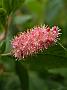 Clethra alnifolia Ruby Spice